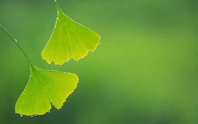 桌面壁纸 风景壁纸 > 正文  本文 清新绿色护眼好看壁纸_唯美简单好看