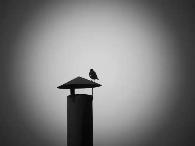 摄影 自然 黑白 孤独