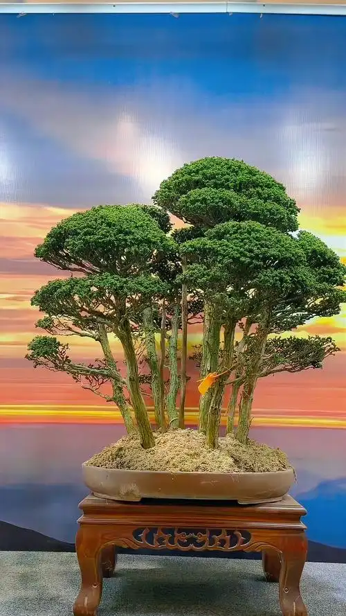 丛林石化桧盆景 喜欢的花友点点红心关注一下吧!-度小视