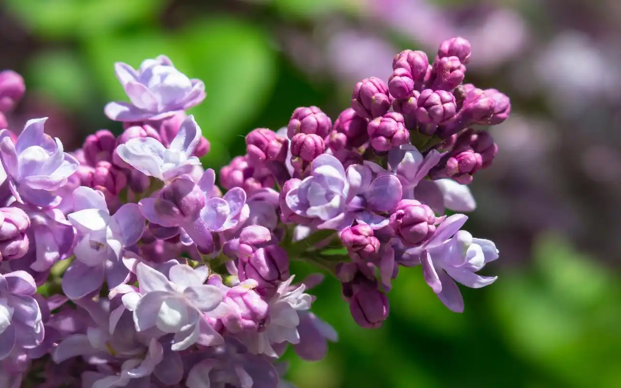 紫色丁香花唯美图片桌面壁纸