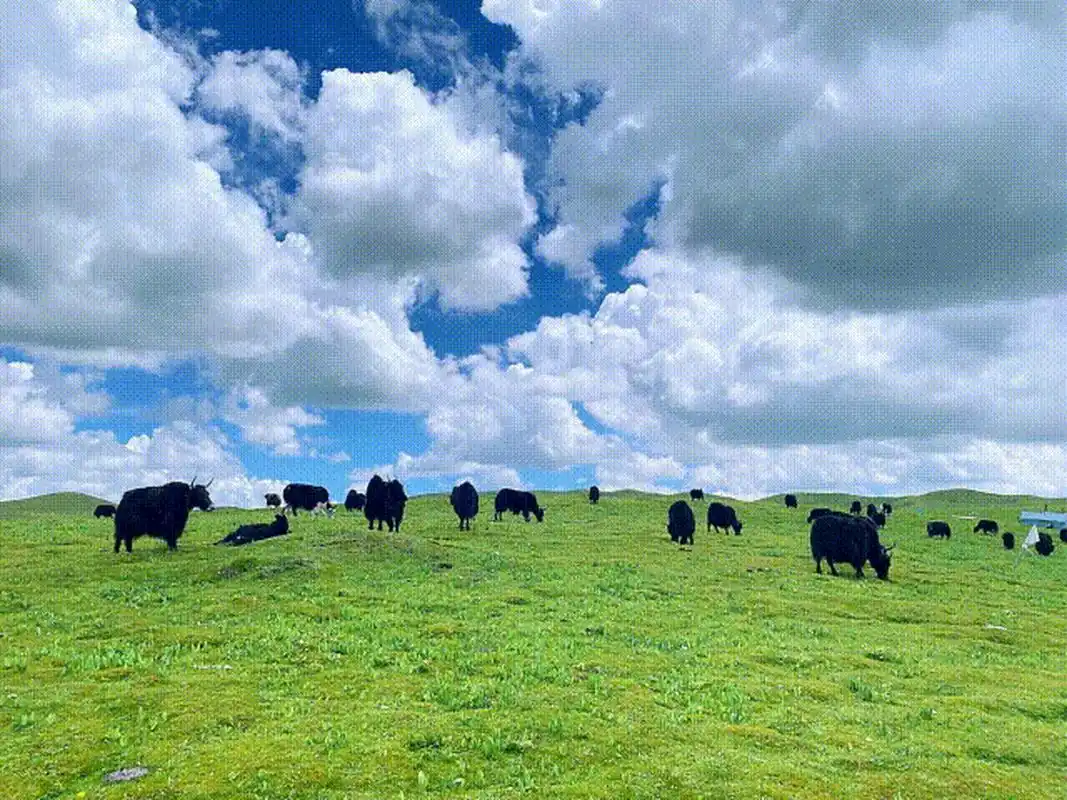 诗意甘肃#美仁大草原位于合作市东,是青藏高原特有的高山草甸草原地貌