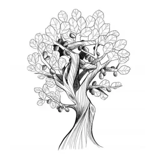 有一个类比可以帮助我们记忆,能力就像一棵高大的橡树,硬技能是巨大