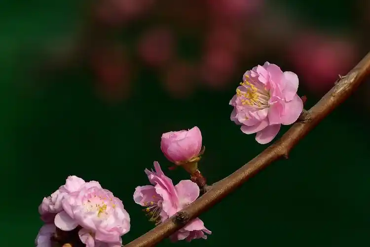 把此帖设为精华,作者 50经验梅花和傲骨,好选材,好构图------"丰后"梅