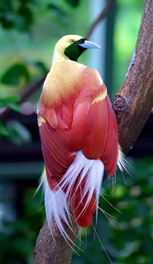 【鸟类摄影】美丽的天堂鸟