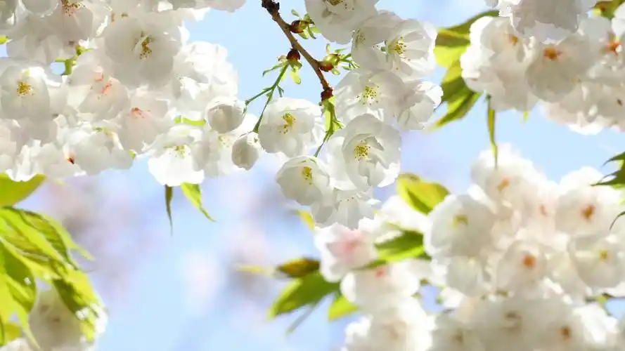 春天唯美图片初春美景壁纸大全