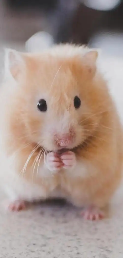 温暖治愈系卡通图片(壁纸丨高清全屏萌萌的动物壁纸)