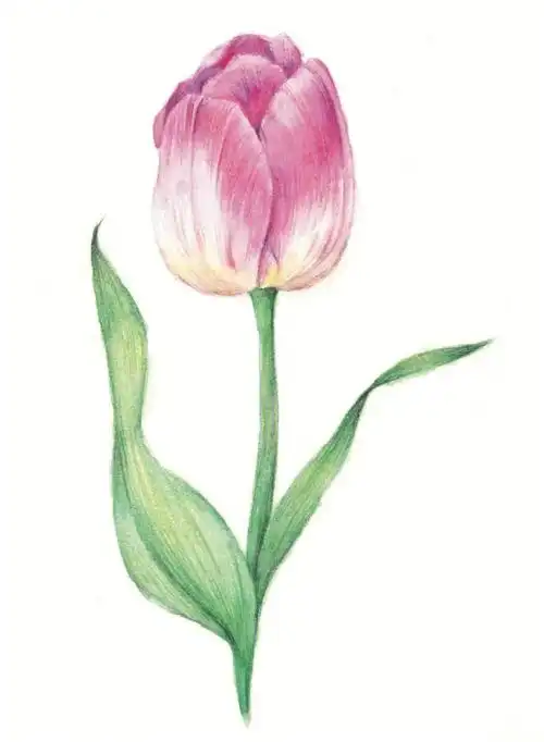 彩铅花卉来一波