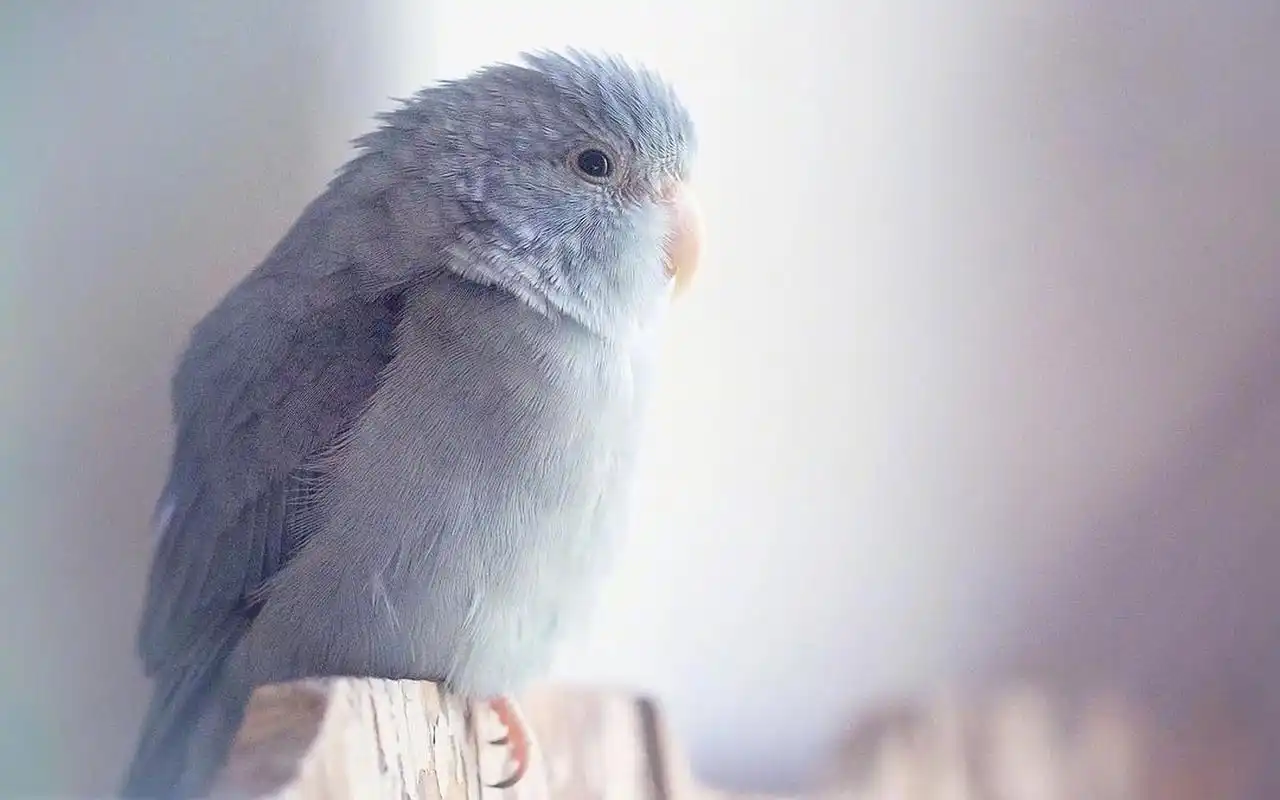 可爱小鹦鹉唯美高清桌面壁纸