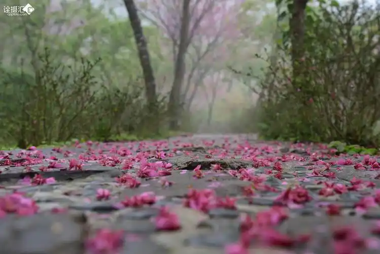春欲暮 满地落花红带雨