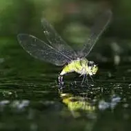 微信头像蜻蜓点水_微信头像图片大全