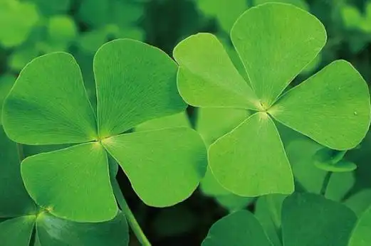 发朋友圈四叶草的短句子 四叶草的花语简短「共1201字」