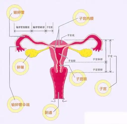 了解卵巢,每个女人的必修课——卵巢是如何工作的?