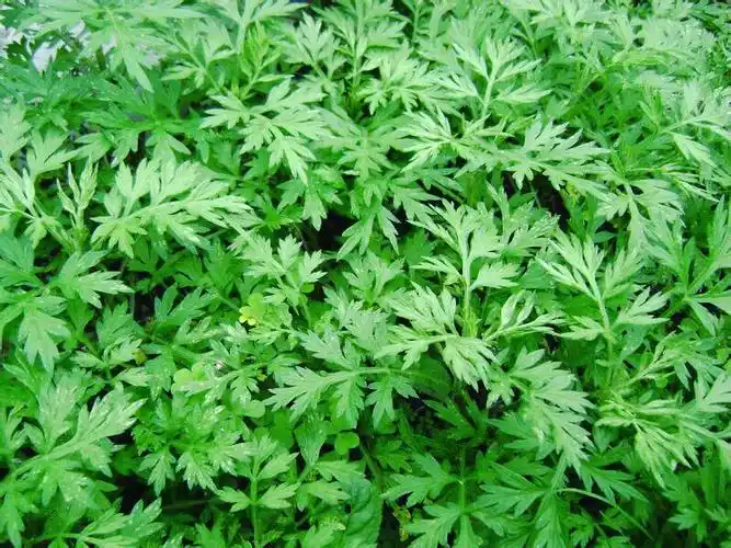 端午节挂艾草的寓意是什么由来简介端午节在门前放艾草是什么意思