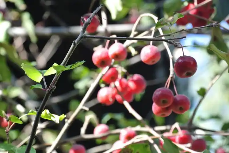 千年古刹大觉寺