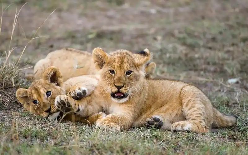 呆萌可爱的小狮子,乖乖的跟着妈妈身后,太萌了!