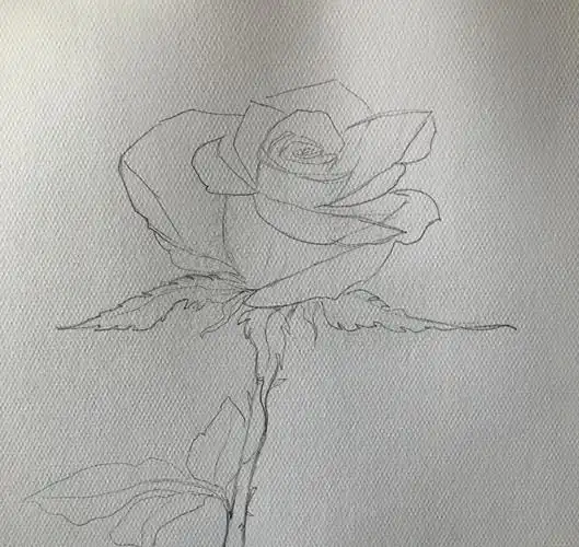 教你用水彩绘画写实玫瑰,步骤详细,简单易学,非常适合初学者