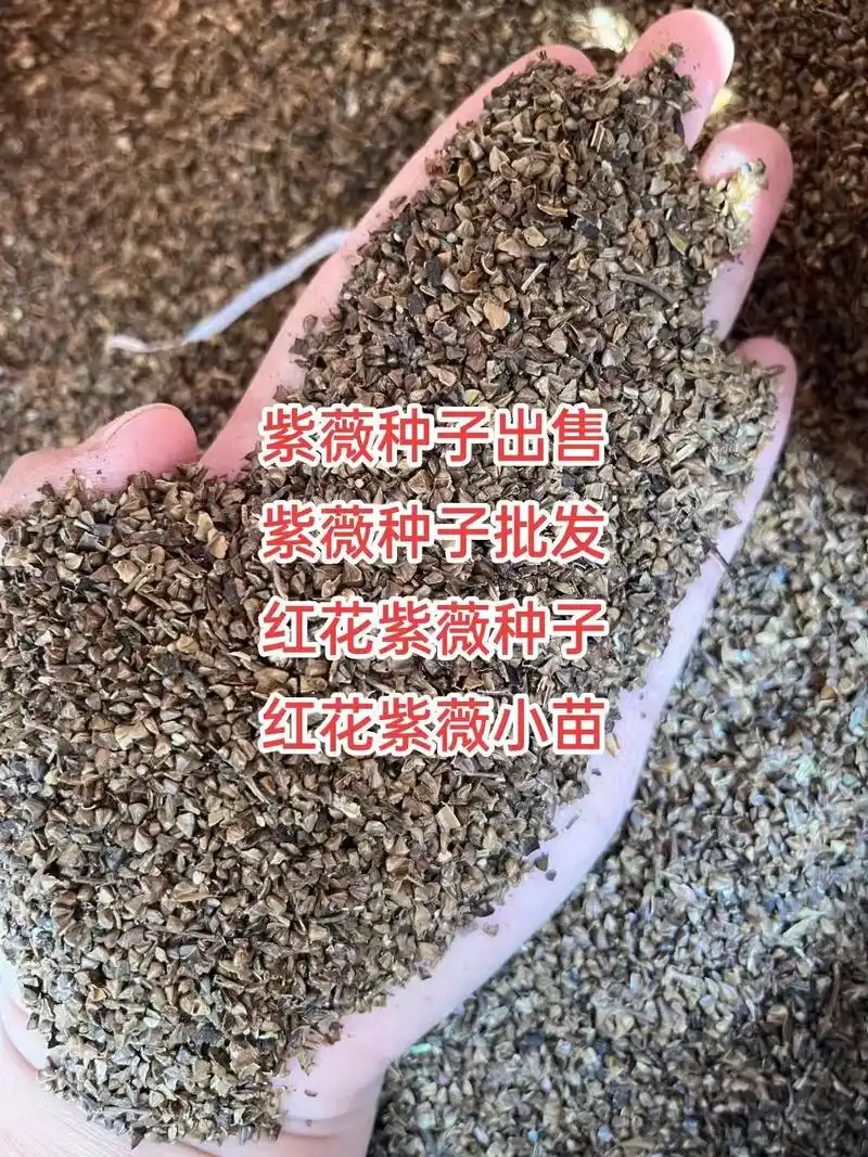 紫薇种子出售 紫薇种子批发 红花紫薇种子.#紫薇种子出售 紫 - 抖音