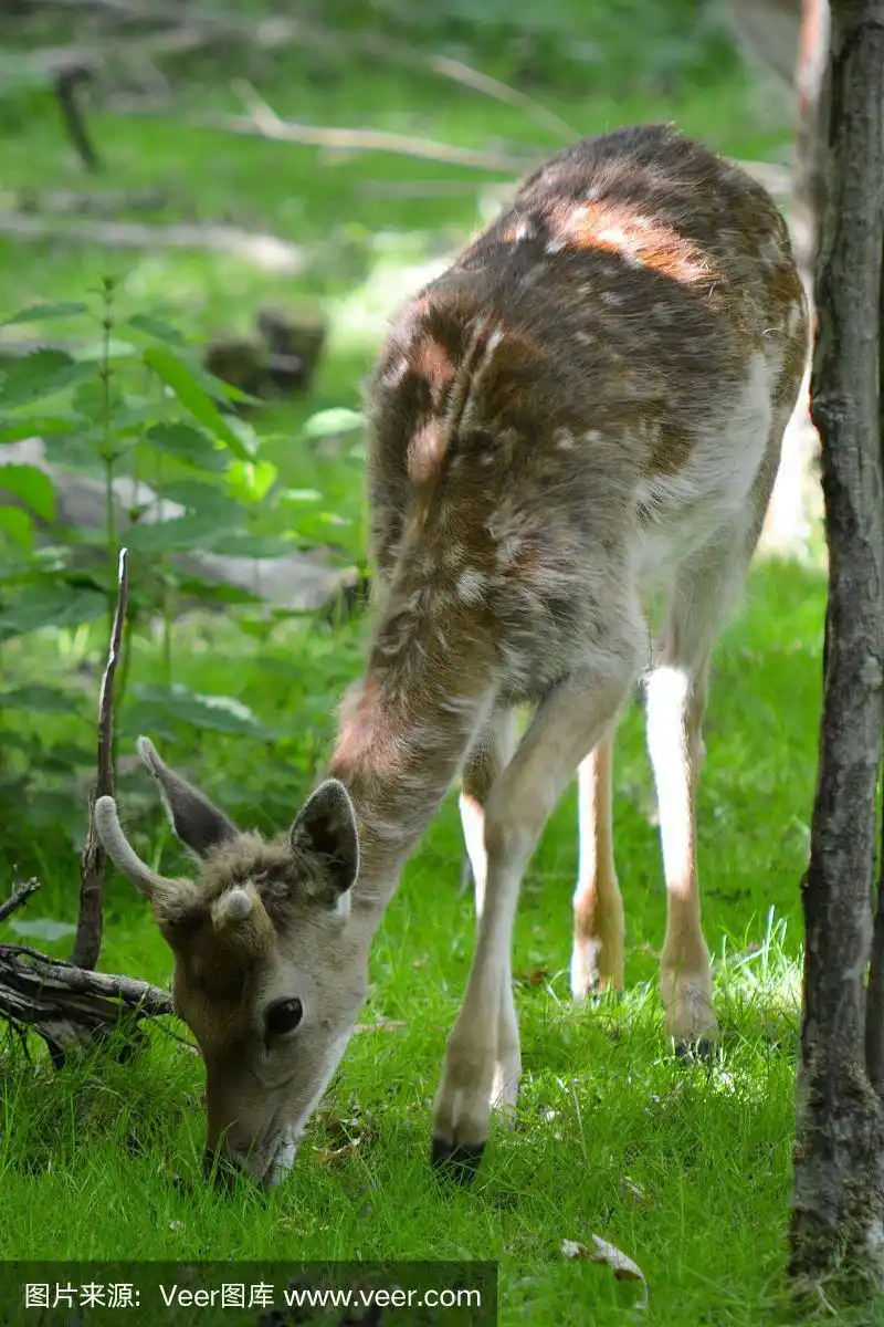 鹿,树林,梅花鹿,马鹿,自然