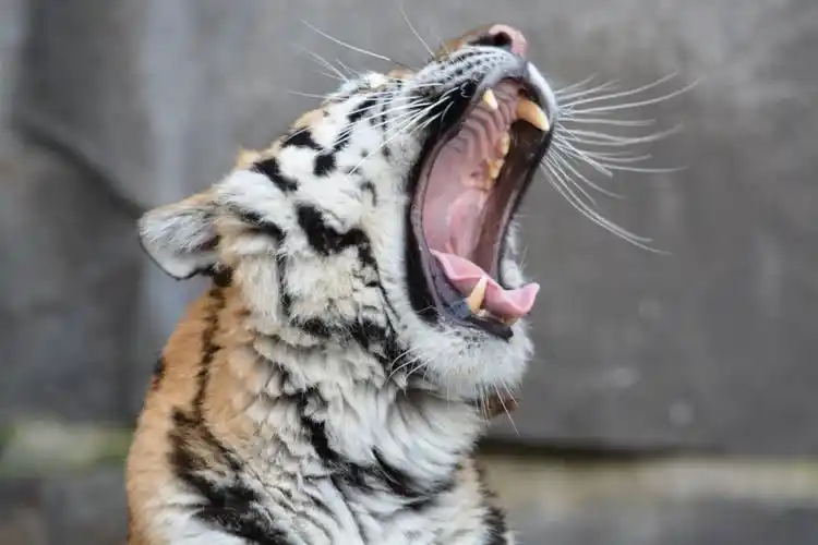 嘶吼中的老虎4096x2304分辨率查看