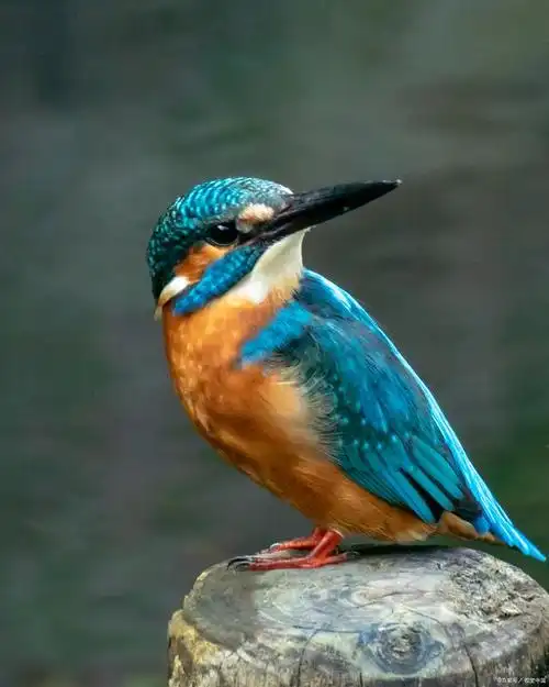 翠鸟生活习性是怎样的?