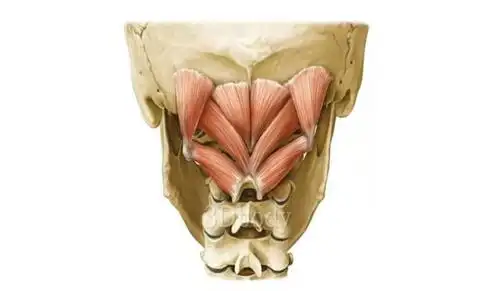 枕下肌群-提醒醒脑抗疲劳,脊背部的功能中心