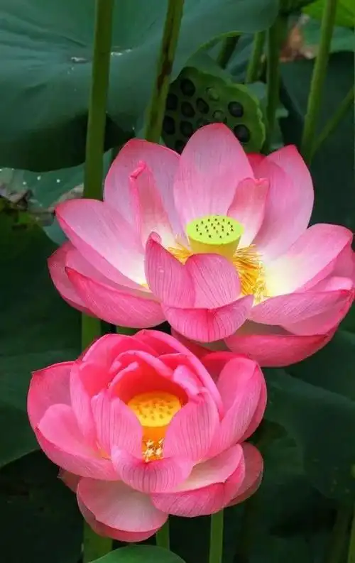 七色水芙蓉美到极致