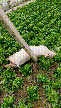 搞笑动图 老板让我去拧一个螺丝,去了以后我就懵圈了|熊猫|老鼠|黄鼠