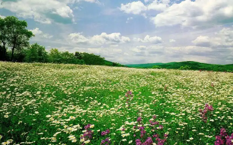 唯美花层风景图片桌面壁纸