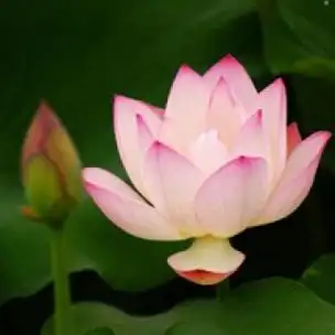 2021最精美的莲花微信头像 微信头像图片大全 -【爱个性】