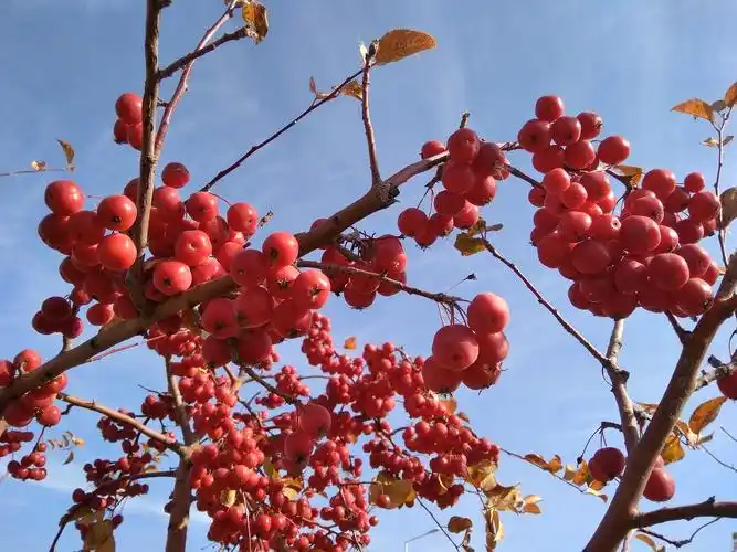 诱人的冬红海棠果