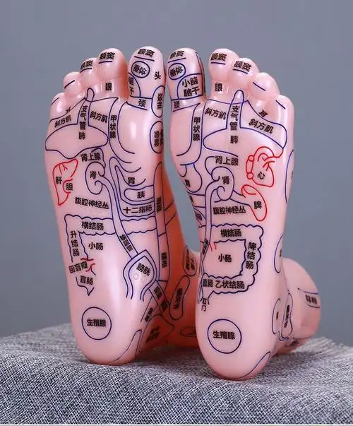 按摩大号足底穴位人体模型脚底反射区足疗教学其它按摩器材