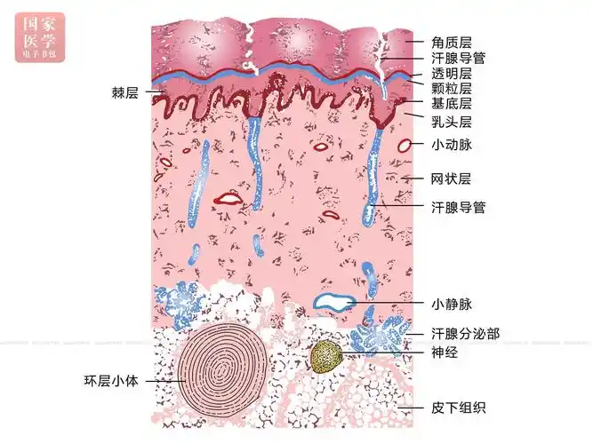 皮肤结构仿真图;  图11-1b:手指皮肤光镜图(低倍)示表皮,真皮及皮下组