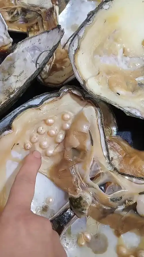 刚打开河蚌的珍珠