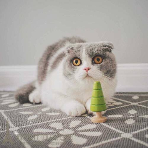 英国短毛猫纯种猫 蓝白八字脸蓝猫 折耳猫英短蓝白活体幼猫p