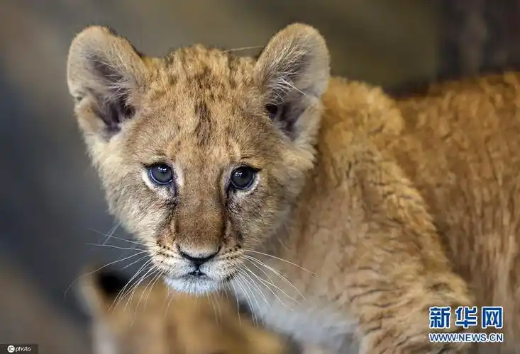 土耳其新生狮子宝宝亮相