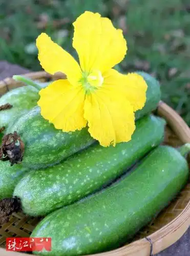 地道顺德风味!桑麻黑毛节瓜新鲜上市,寻味顺德夏日打卡清单必选项get