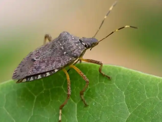 中国常见蝽类图片(认识园林中的那些"蝽"类害虫)
