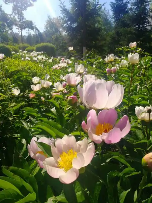 写美篇  白芍和赤芍入药的过程,与一个传说有关.