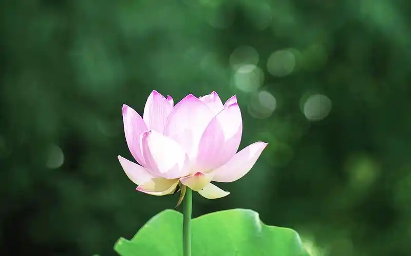 唯美荷花摄影图片高清壁纸