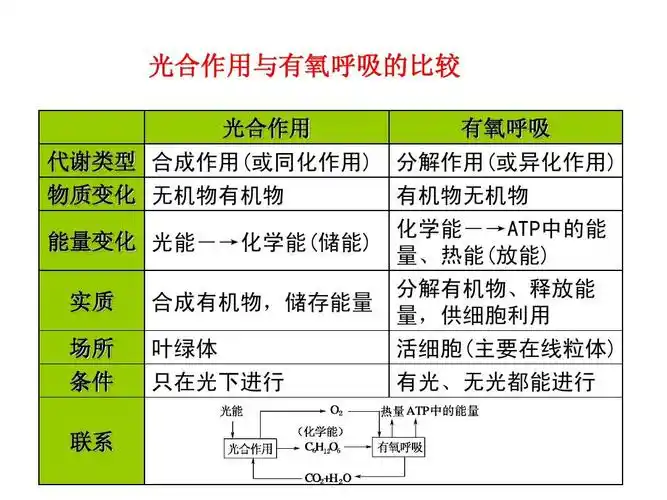 高三生物 光合作用和呼吸作用联系
