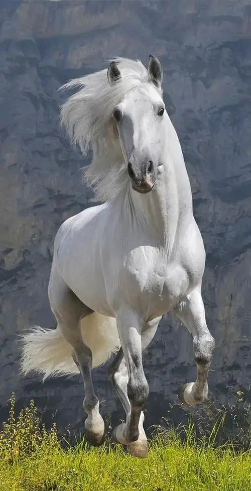 板绘##绘画##绘画参考##绘画素材##马##绘画参考素材##原画人学院