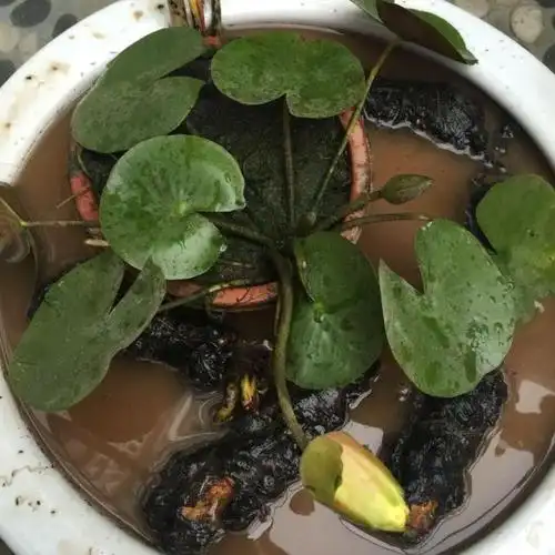 陇聚福大睡莲根块碗莲荷花迷你小睡莲种苗水培植物大睡莲花根茎绿植带