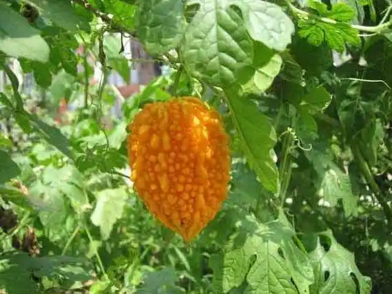 农村常见稀奇水果,果实好吃,你知道这些水果都叫什么吗?