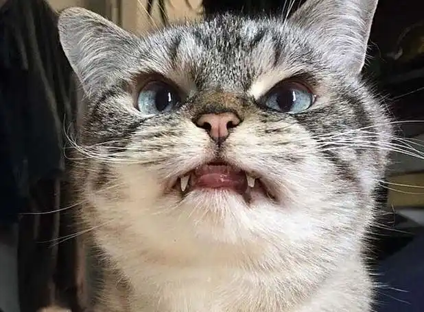 "吸血鬼"猫咪走红网络 尖牙突出模样凶萌