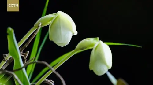贵州白花兜兰# 大山深处有这样一群护花人. 来自易见贵州 - 微博