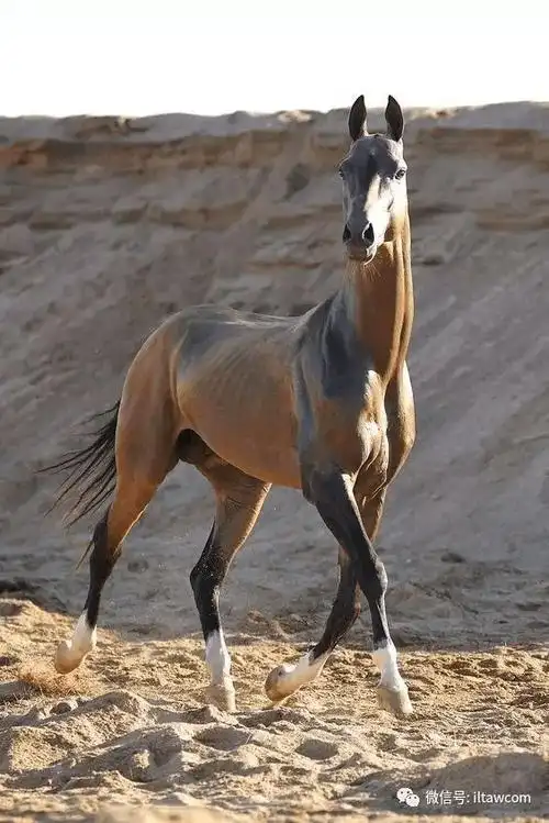 汗血宝马都了解 但是知道它们的育种色系吗?