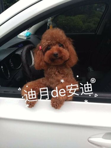 迪月-上海家养宠物玩具红泰迪狗狗借配 配种