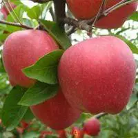 个性头像带水果