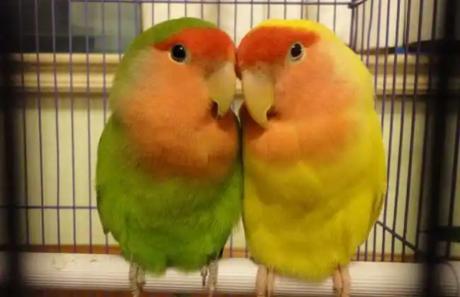 牡丹鹦鹉会说话吗?