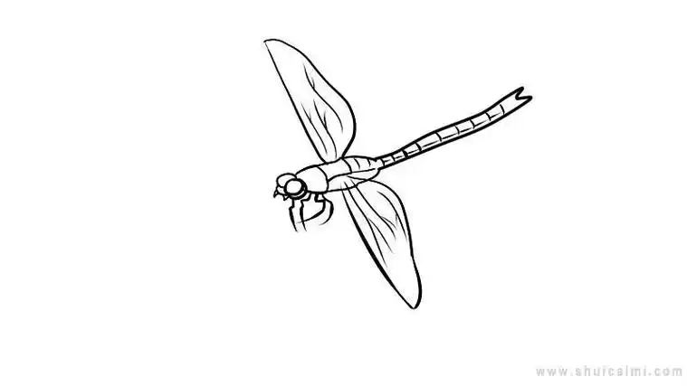 简笔画蜻蜓的翅膀画法
